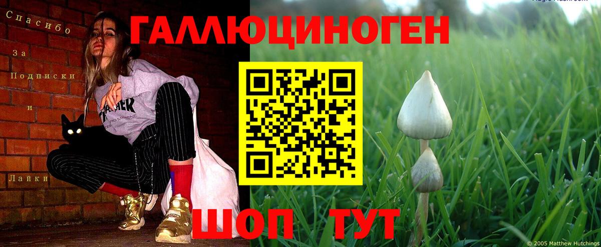Славгород  Галлюциногенные грибы мицелий  Псилоцибиновые грибы прущие грибы  Вход с VPN 